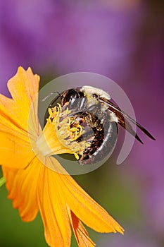 Carpenter Bee