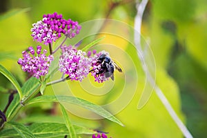 Carpenter bee