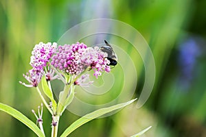 Carpenter bee