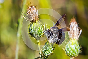 Carpenter Bee