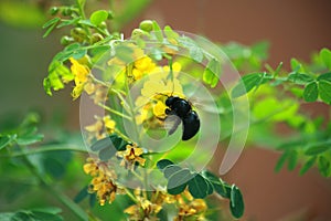 Carpenter Bee