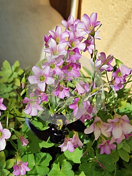 Carpenter bee above the flowers being pollinated