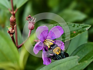 Carpenter Bee aka Lebah Kayu