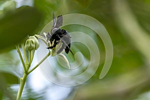 A black carpenter bee in Bali on a flower photo
