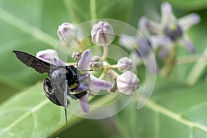 A black carpenter bee in Bali on a flower photo