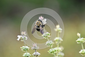 Carpenter Bee on Basil Blossoms 1
