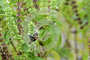 Carpenter Bee on Basil Blossoms 2