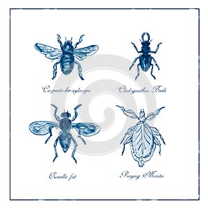 Carpenter Bee, Beetle, Oscinella Frit and Praying Mantis Vintage Collection