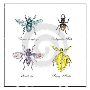 Carpenter Bee, Beetle, Oscinella Frit and Praying Mantis Vintage Collection