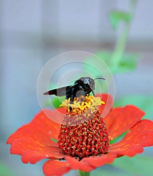 Carpenter Bee  or Black bee or Violet Carpenter Bee on a gerbera flower