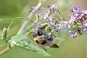 Carpenter Bee on Buddleia flower photo