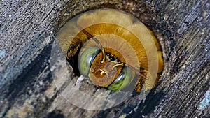 Carpenter bee in cavity on wooden.