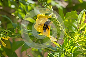 Carpenter Bee collecting pollen
