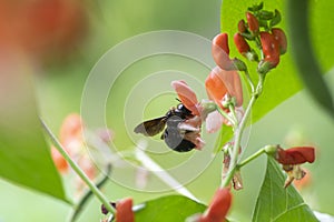 Carpenter bee dark black insect polinating bean flowers in bloom, orange white flowering plant