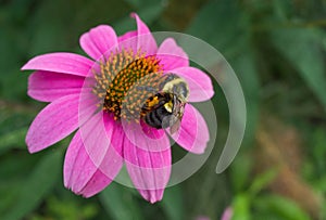 Carpenter Bee Drinking from Cone Flower