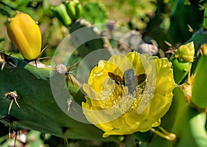 A carpenter bee extracting nectar from a yellow cactus flower on the edge of Cabo Frio beach.