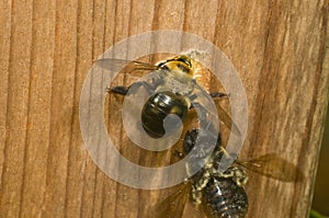 Carpenter Bee female digging nest hole