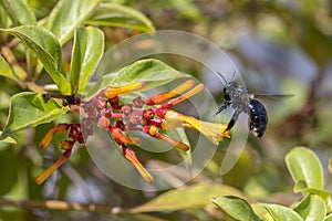 Carpenter Bee In Flight