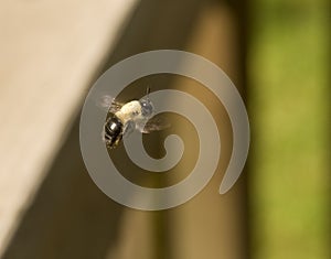 Carpenter bee in flight