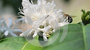 Carpenter Bee fliing to seeking nectar in Robusta coffee blossom on tree plant with green leaf