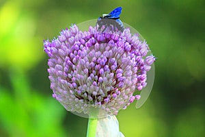 Carpenter bee on a flower