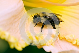 Carpenter bee on flower petal