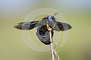 Carpenter bee on flower, Xylocopa violacea front view, Satara, Maharashtra