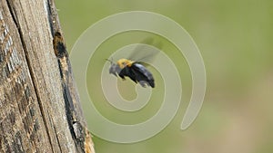 Carpenter bee flying into the cavity on wooden.