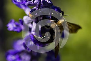 Carpenter Bee foraging