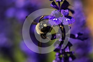 Carpenter Bee foraging