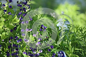 A Carpenter Bee gathering pollen from a False Blue Indigo flower, in the spring, in Trevor, Wisconsin photo