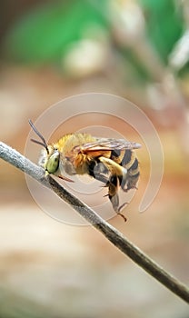 Carpenter bee..happy time