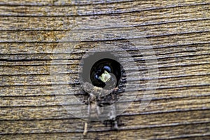Carpenter Bee in Hole Drilled in Wood Log - Xylocopa photo