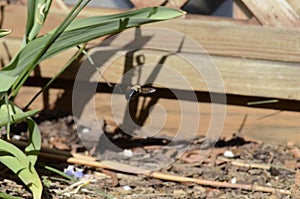 Carpenter bee hovering