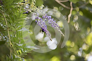 Carpenter Bee Hovering around a Purple Bloom
