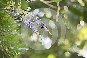 Carpenter Bee Hovering around a Purple Bloom