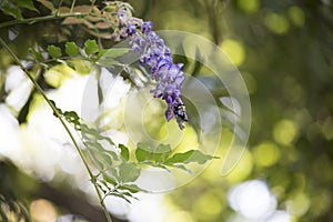 Carpenter Bee Hovering around a Purple Bloom
