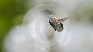 Carpenter bee hovering