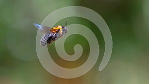 Carpenter bee hovering
