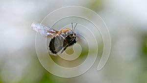 Carpenter bee hovering photo
