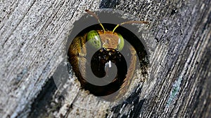 Carpenter bee in nature.