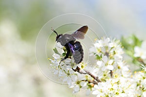 Carpenter bee pollinate bloomed flowers in spring