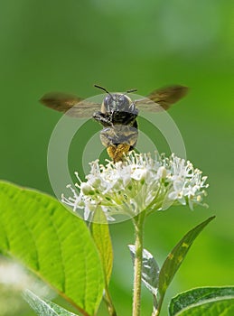 Carpenter bee pollinating a nanny berry photo