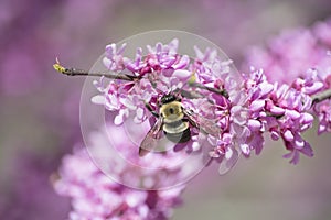 Carpenter Bee on Redbud Flowers