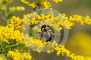 Carpenter bee shown up close on yellow wild flower.