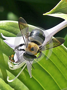 Carpenter Bee on a Solitary Pink Flower Overhead View