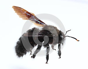 Carpenter bee species xylocopa violacea. Macro, closeup.