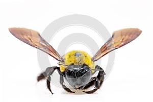 Carpenter bee Xylocopa