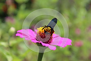 A Carpenter bee (Xylocopa) collecting pollen