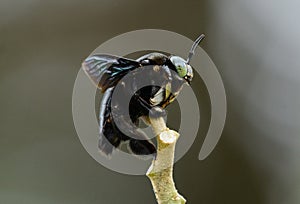 Carpenter Bee Xylocopa latipes